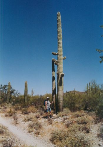 Organ Pipe NM